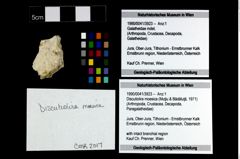 Foto (Objekt + Etikett) von Discutiolira moesica (Muţiu & Bădăluţă, 1971)  (NHMW-GEO-1990-0041-3923)